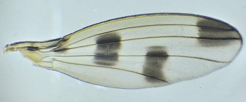 Geomyza tripunctata